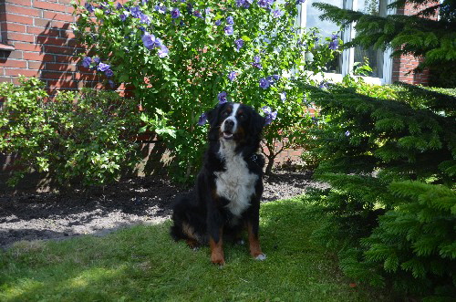 Unsere Hunde August 2017 (14)