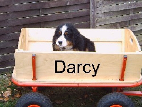 darcy_001