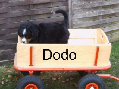 dodo_001