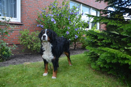 Unsere Hunde August 2017 (12)